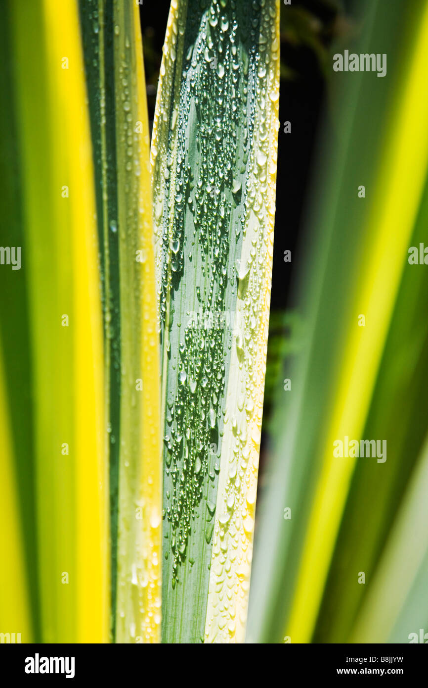 Close up of morning dew on the leaves of a Yucca gloriosa Variegata plant. Dorset garden.UK Stock Photo