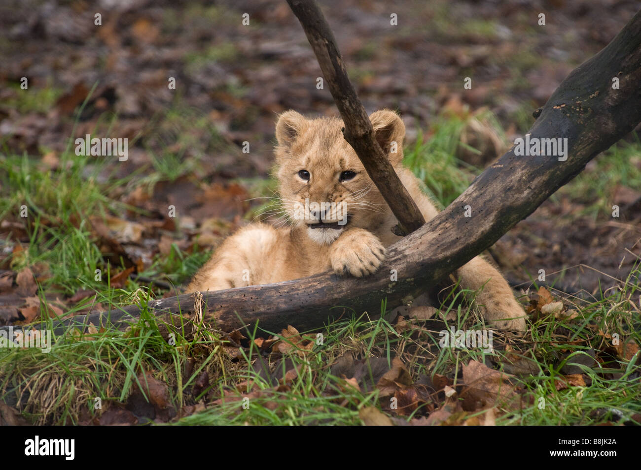 Young male lion cub growling, first lion cub to be raised by mother at Chester Zoo, later put to sleep due to genetic disorder Stock Photo