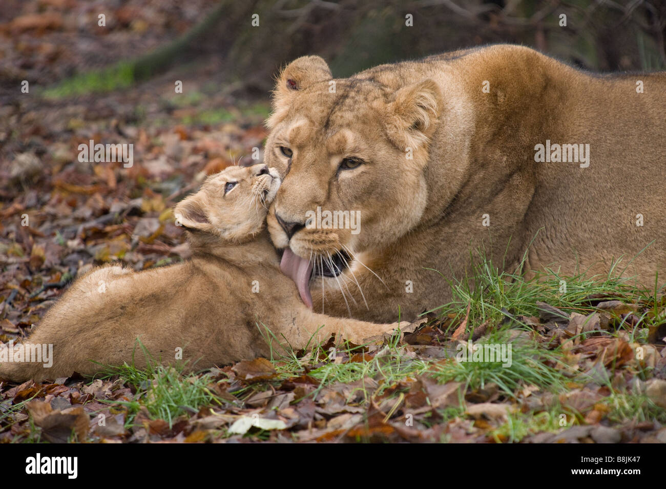 Lioness cleaning male lion cub at Chester Zoo, Cheshire.  Lion cub was later put to sleep due to a genetic disorder. Stock Photo