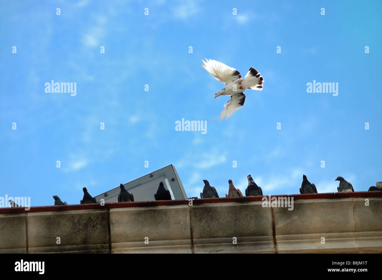 White dove flying against blue sky background Stock Photo - Alamy