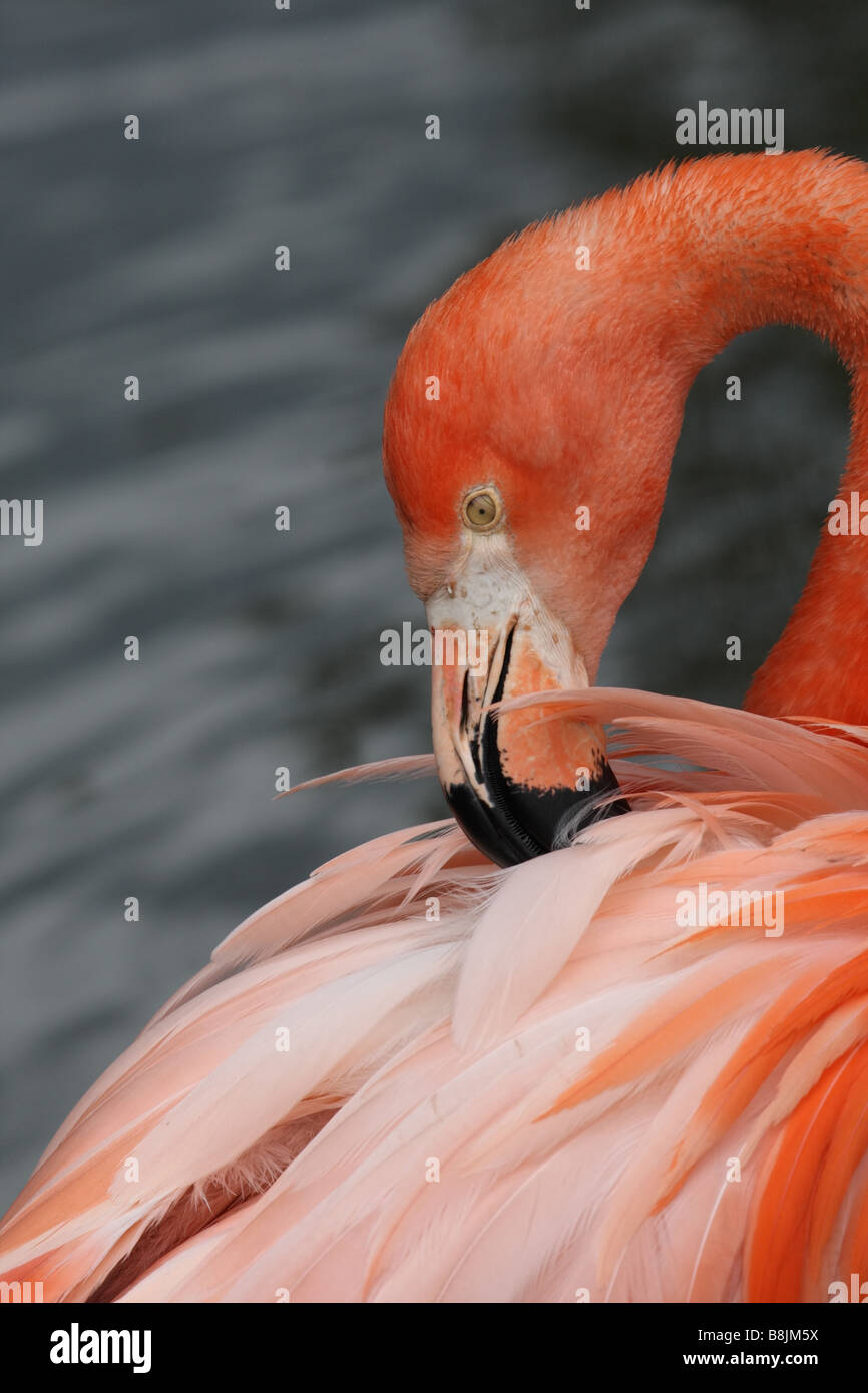 Captive Pink Flamingo portrait Chester Zoo, Cheshire Stock Photo - Alamy