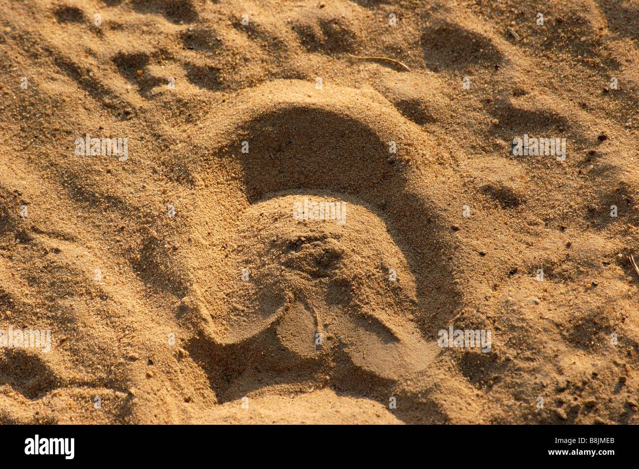 Chapman s Zebra footprint South Africa Stock Photo - Alamy