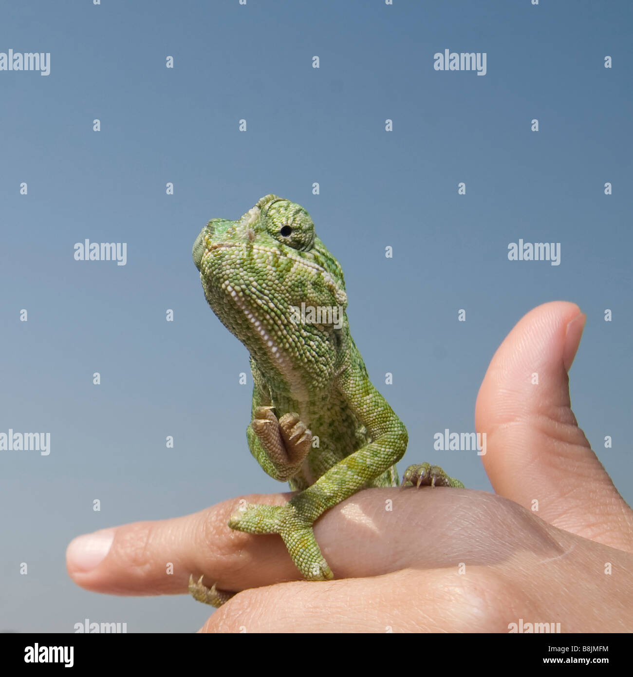 green chameleon in a girl hand Stock Photo