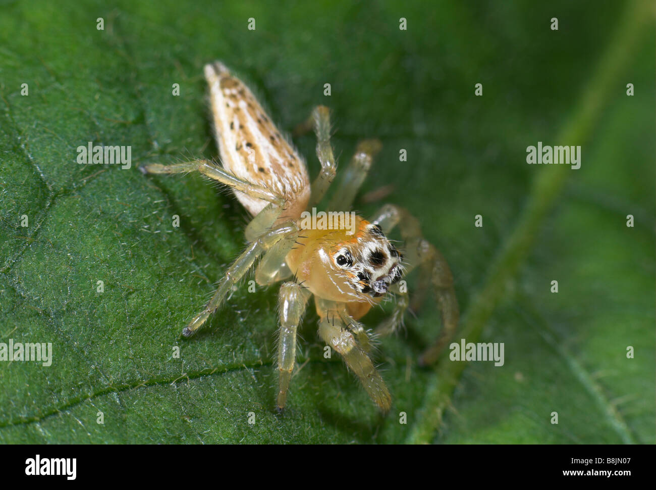 Jumping Spider Thiodina sp. on leaf Hacienda Baru Costa Rica Stock Photo