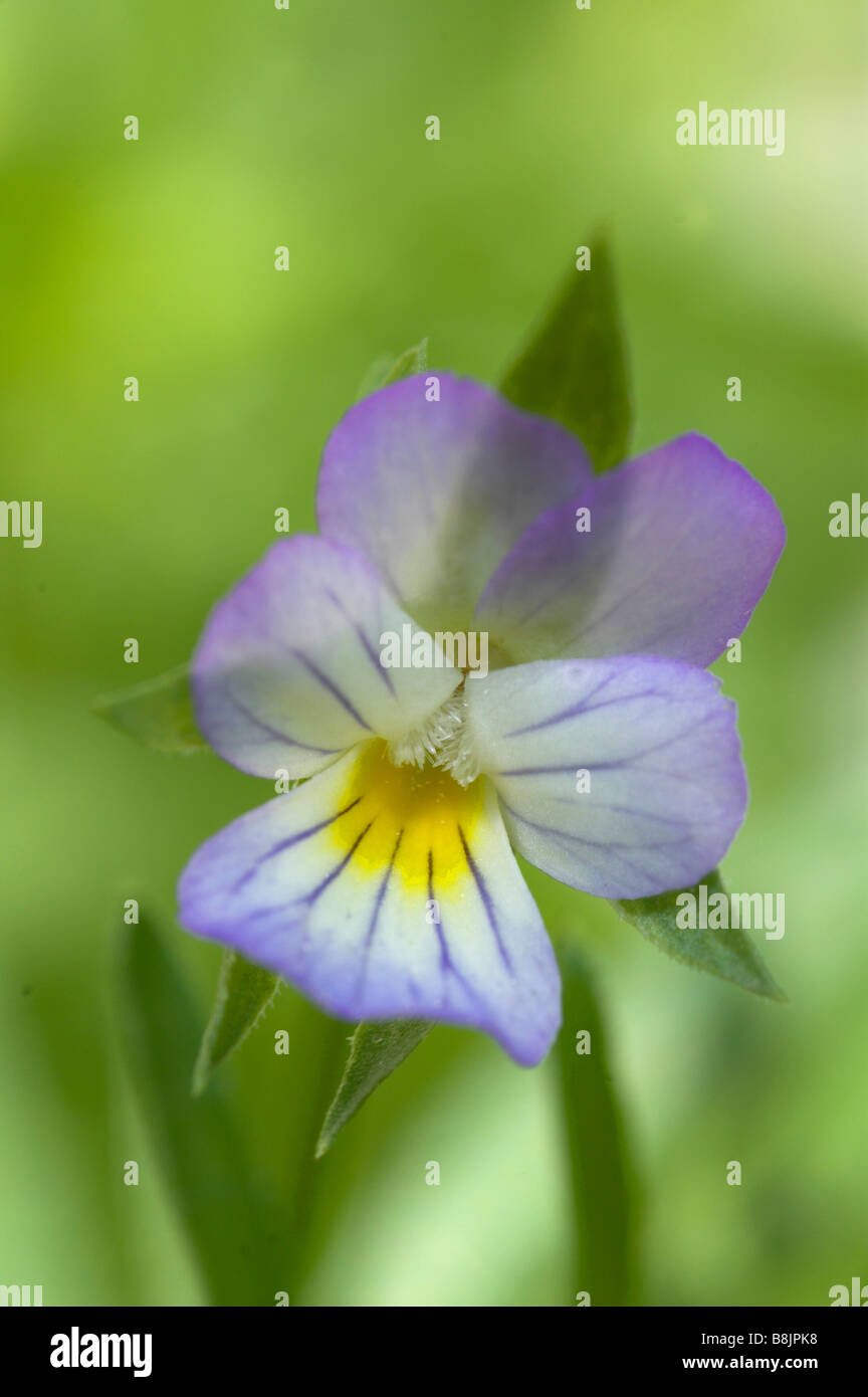 Wild Pansy Viola tricolor UK Stock Photo
