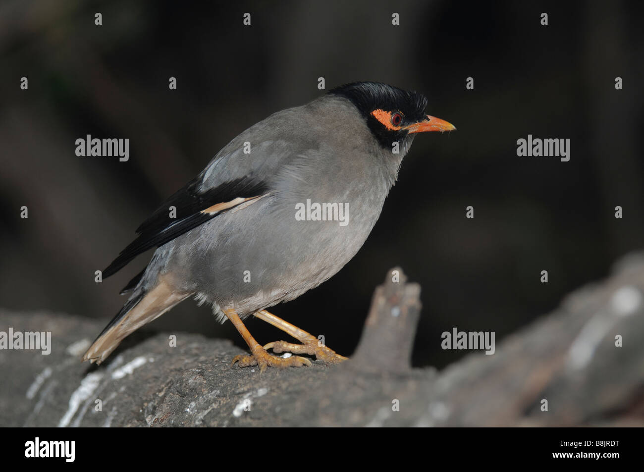 Bank Myna Acridotheres ginginianus sitting on a branch Stock Photo