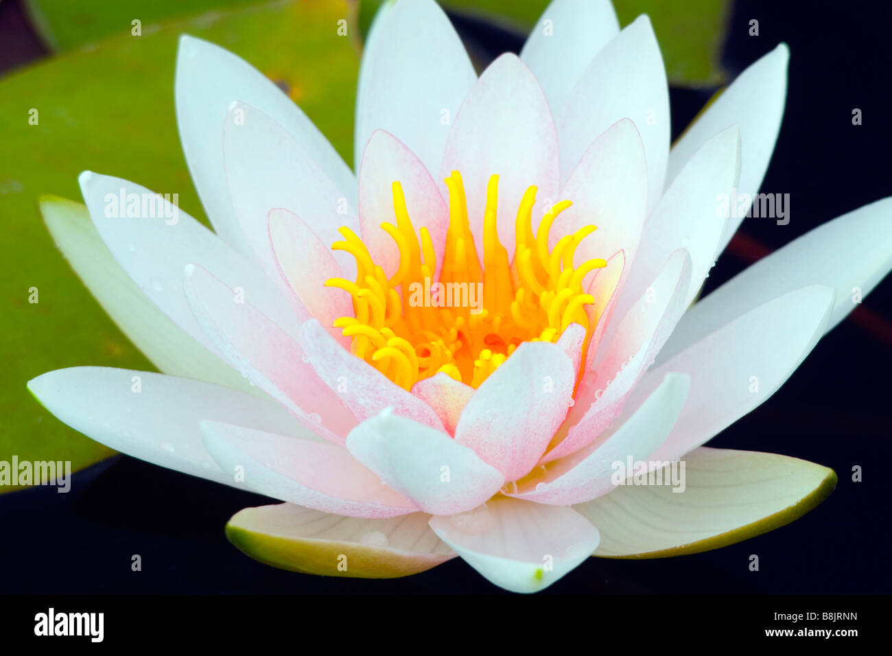 White water lily flower close up Nymphea Stock Photo Alamy