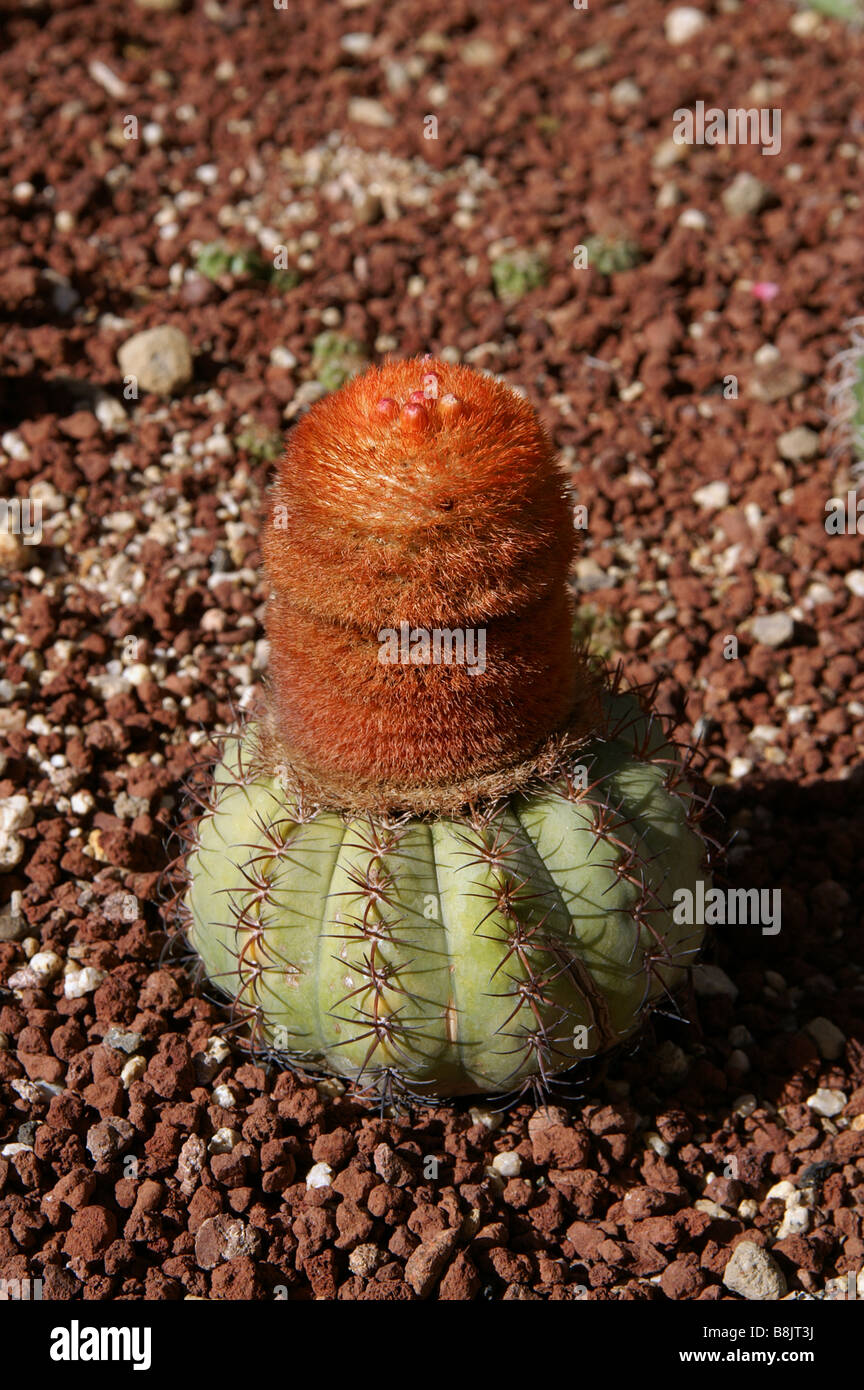 Melocactus Zehntneri Cactus Stock Photo