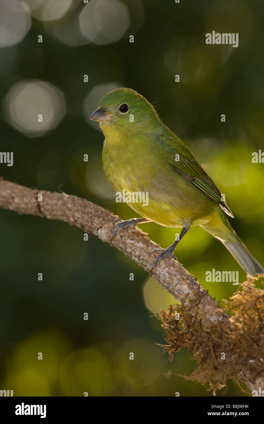 Female painted bunting hires stock photography and images Alamy