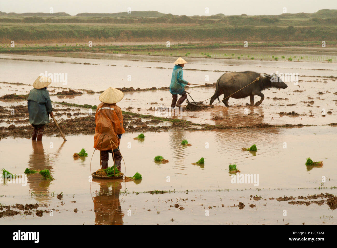 Lowland Lao farmers plowing rice paddies with water buffalo, Laos Stock ...
