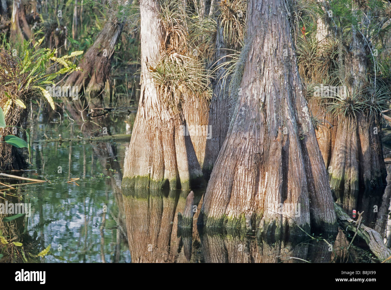 Cypress tree and knees, Florida swamp, USA Stock Photo