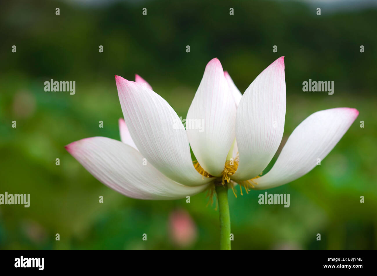 Close up of a water lily Stock Photo - Alamy