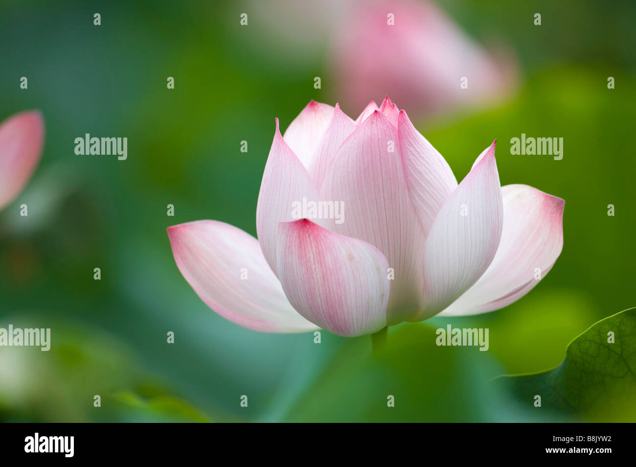 Close up of a pink water lily Stock Photo