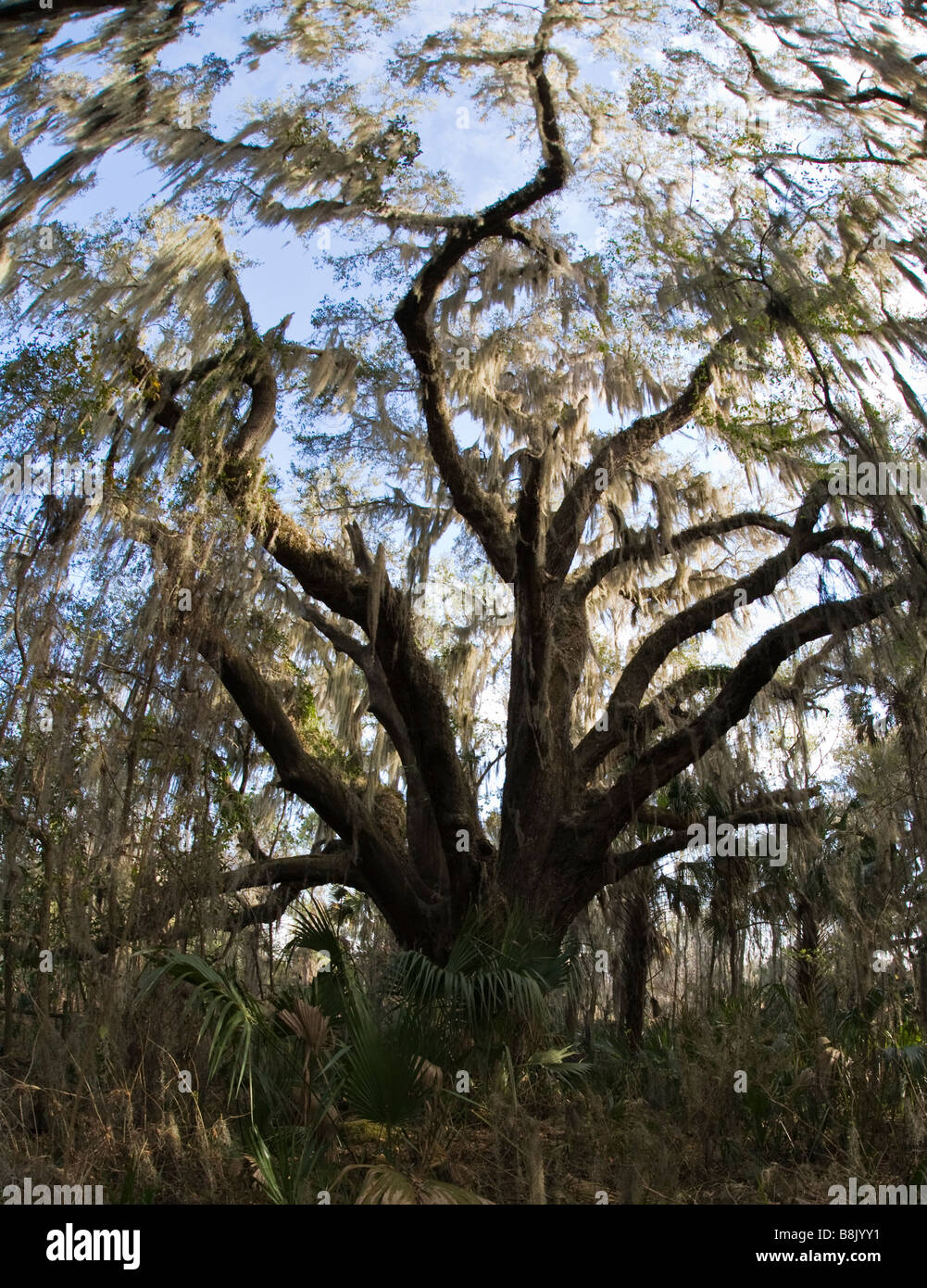 Live Oak tree covered in Spanish Moss in Paynes Prairie Preserve State Park in Micanopy near Gainesville Florida Stock Photo