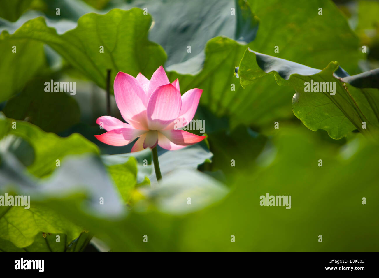 Close up of a pink water lily Stock Photo