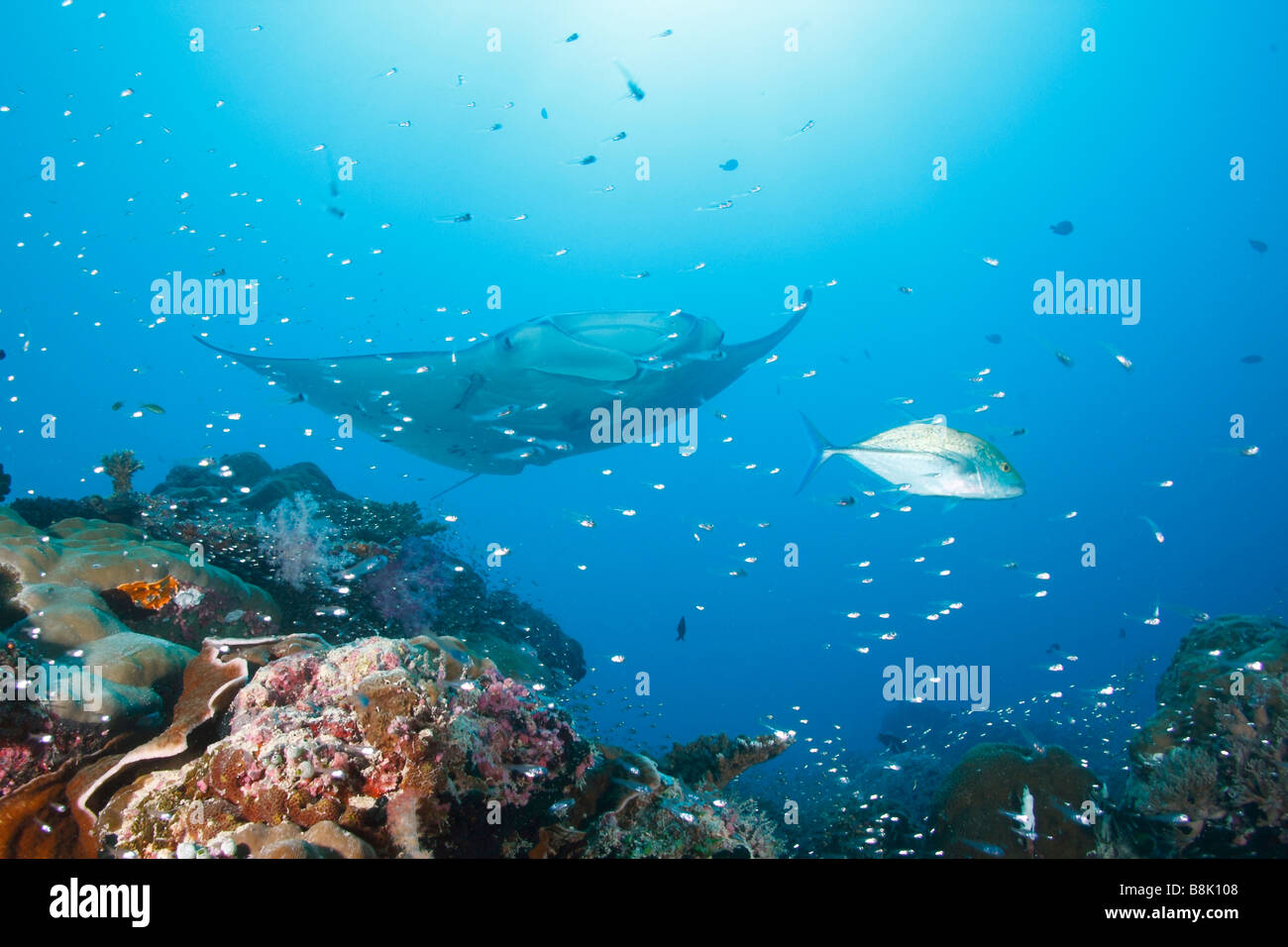 Manta ray approaching a colorful coral reef with school of glass fishes and reef fish sihouettes with the sun in background Stock Photo