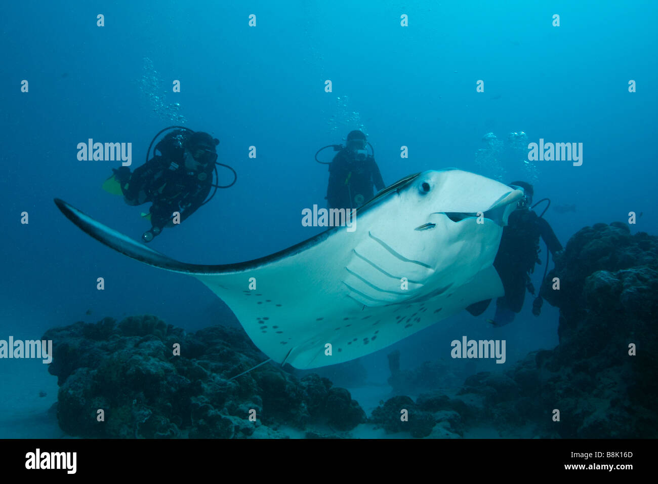Giant manta ray and divers swimming together over coral reef heads on a sandy ocean bottom with blue water in background Stock Photo