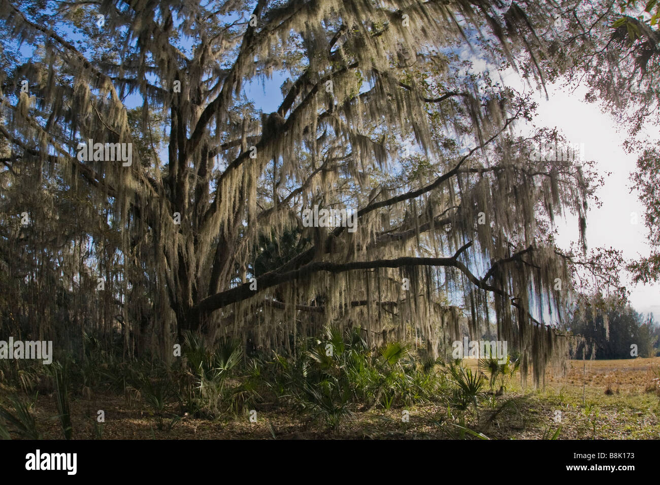 Live Oak tree covered in Spanish Moss in Paynes Prairie Preserve State Park in Micanopy near Gainesville Florida Stock Photo