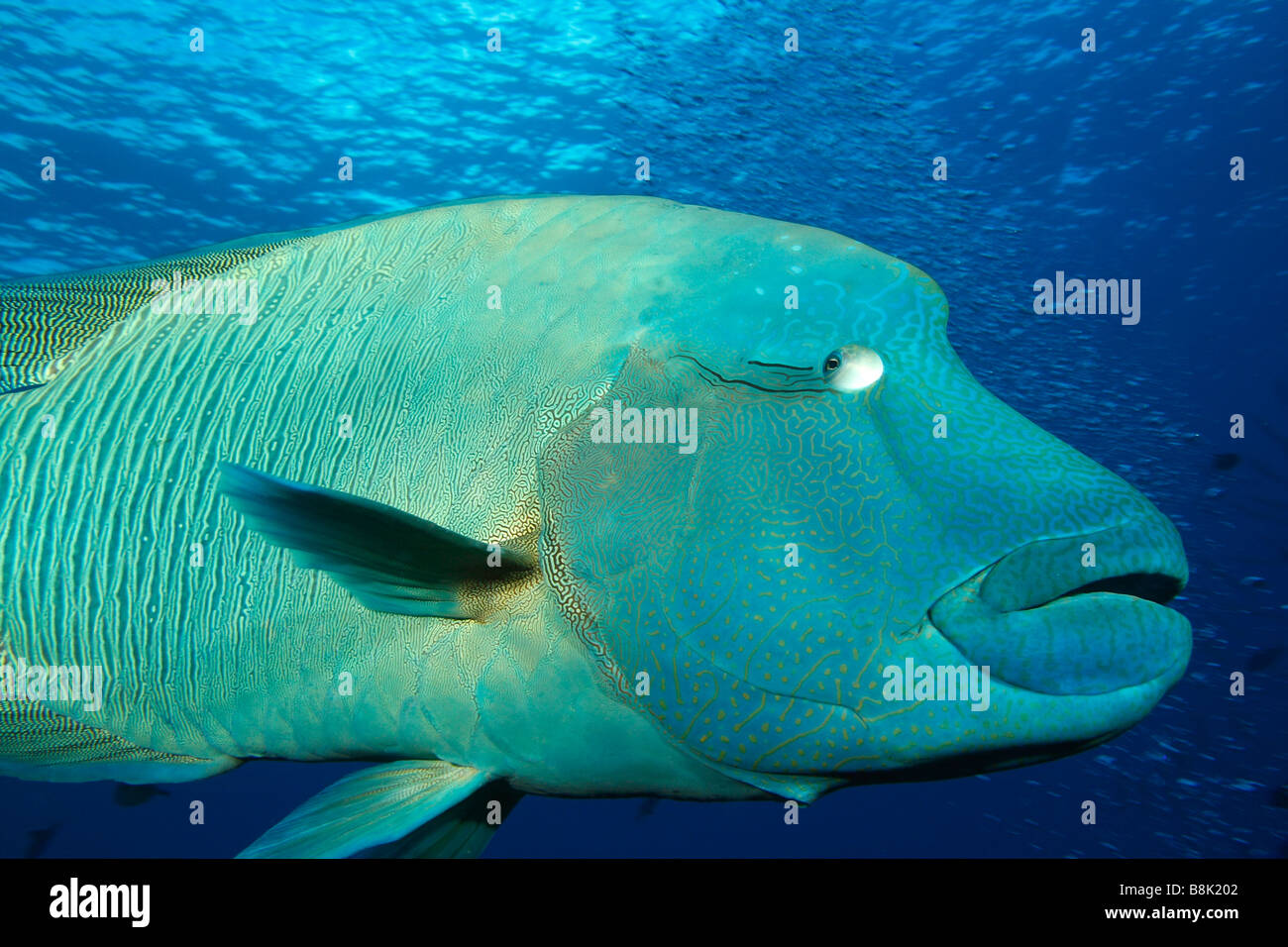 Giant Napoleon wrasse swimming in the blue open water with water surface in the background Stock Photo