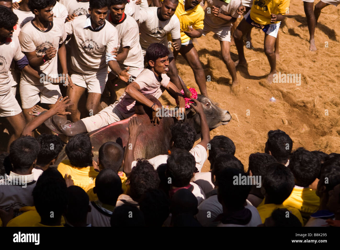 India Tamil Nadu Allanganallur Annual Pongal Jallikkattu bullfight competitors holding onto bull Stock Photo