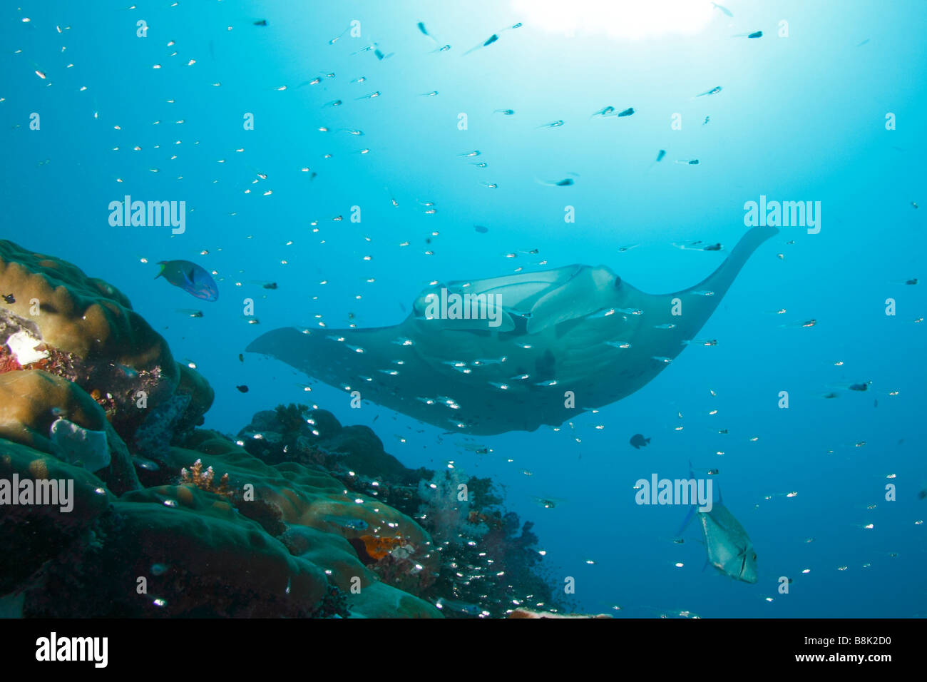 Manta ray approaching a colorful coral reef with school of glass fishes and reef fish sihouettes with the sun in background Stock Photo