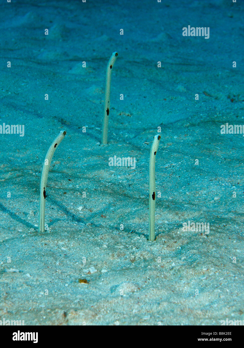 Three garden eels picking out of their holes on a sandy bottom of the ocean Stock Photo