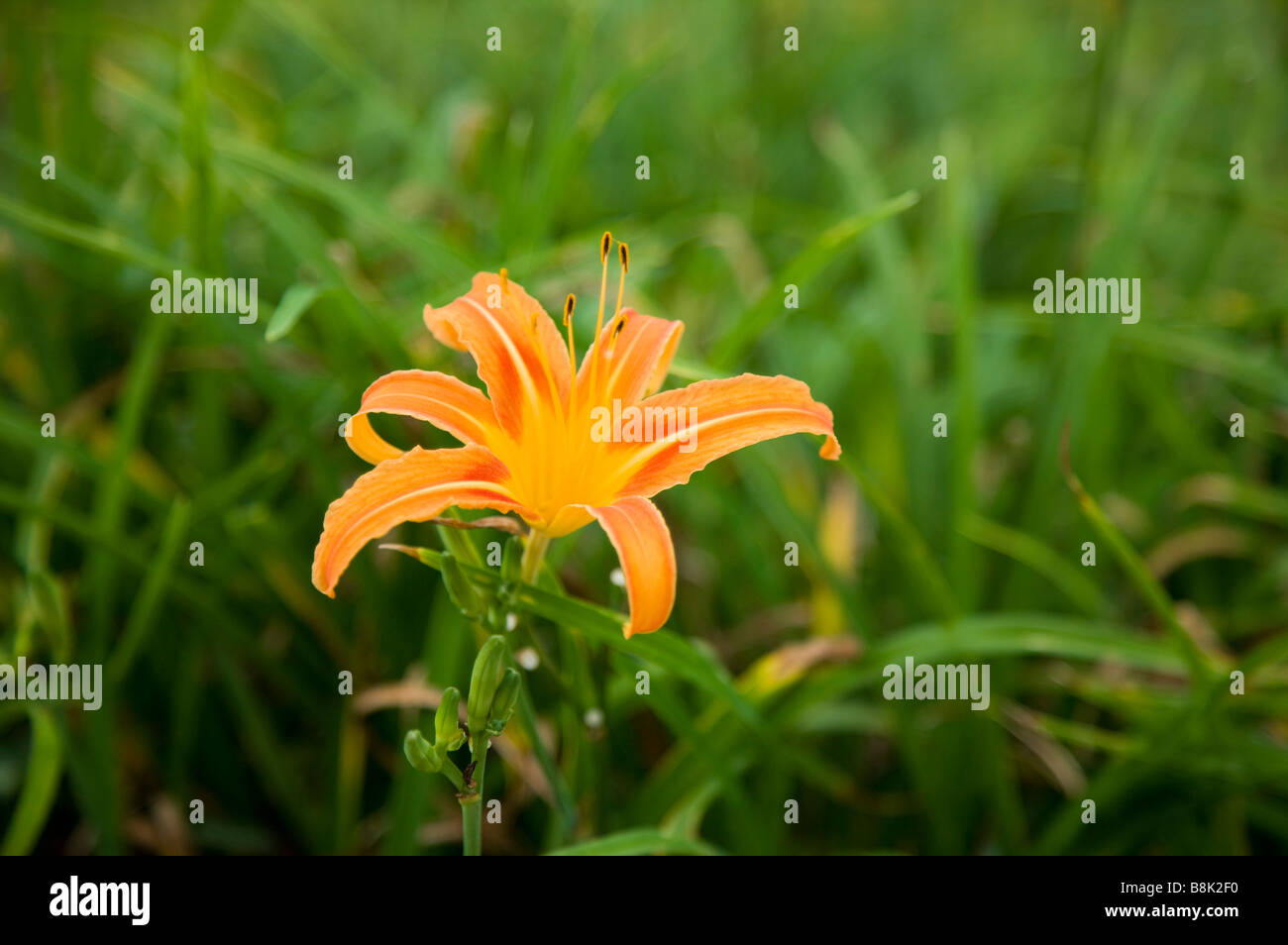 Hualien taiwan lily hi-res stock photography and images - Alamy