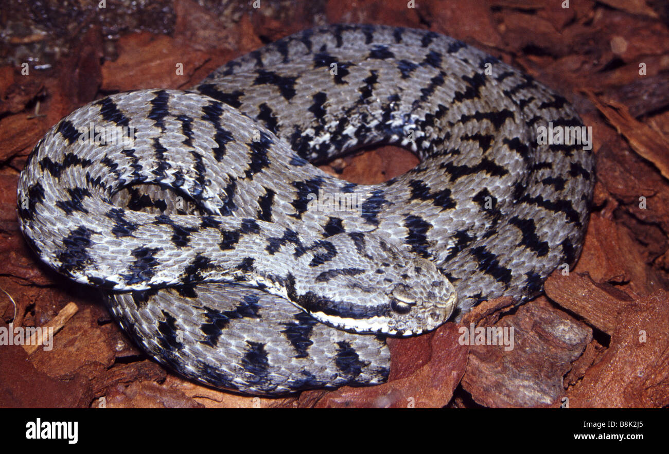 Asp vipers hi-res stock photography and images - Alamy