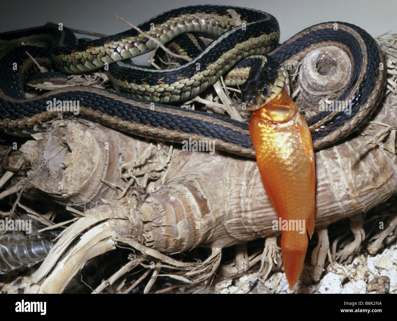 Snake feeding fish Stock Photo Alamy