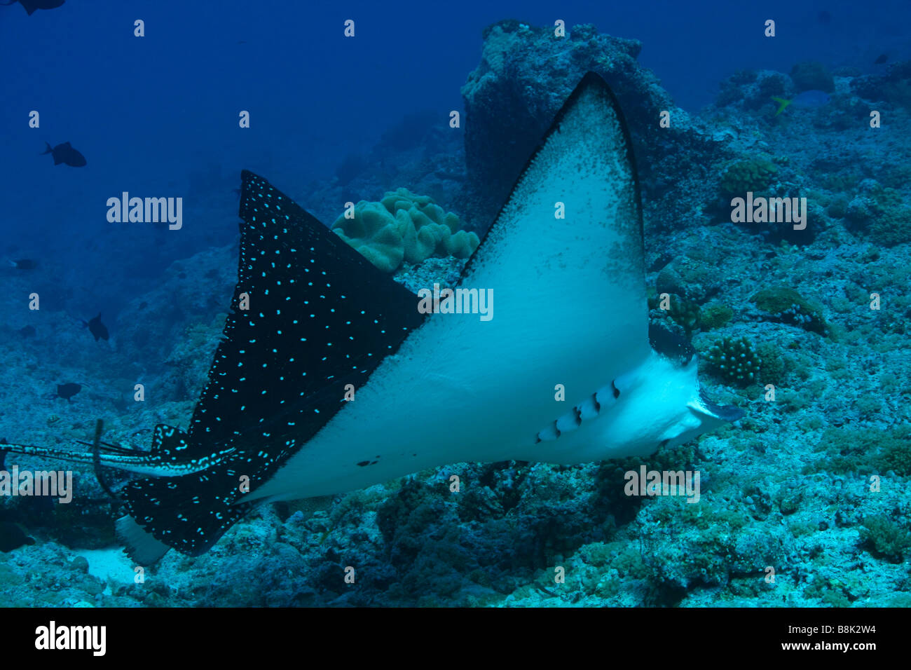 Giant eagle ray swimming over the coral reef Stock Photo