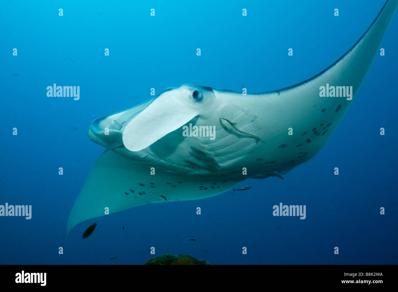 Manta ray swimming through the blue ocean water lit by the sun Stock Photo
