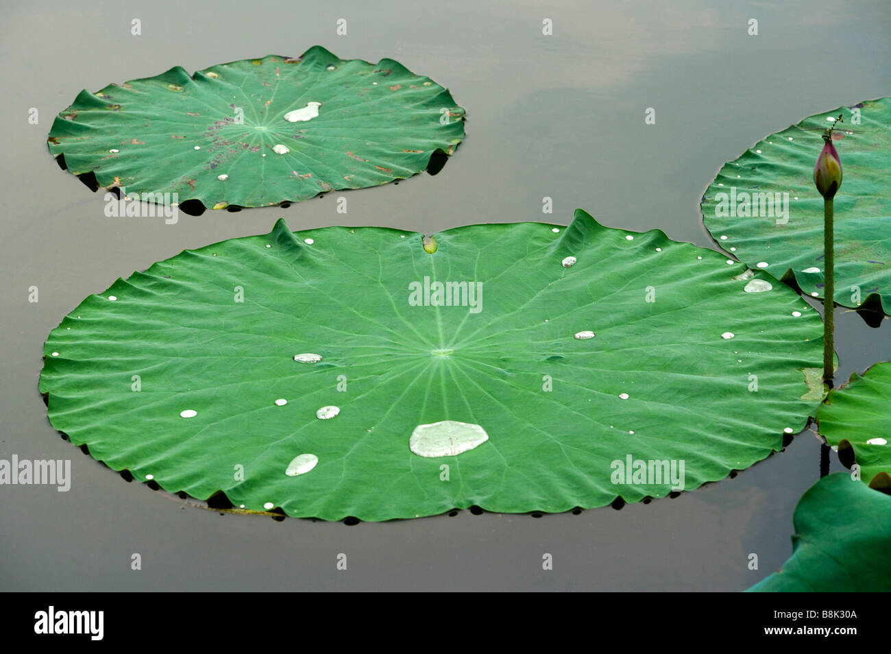 Lily pads hires stock photography and images Alamy