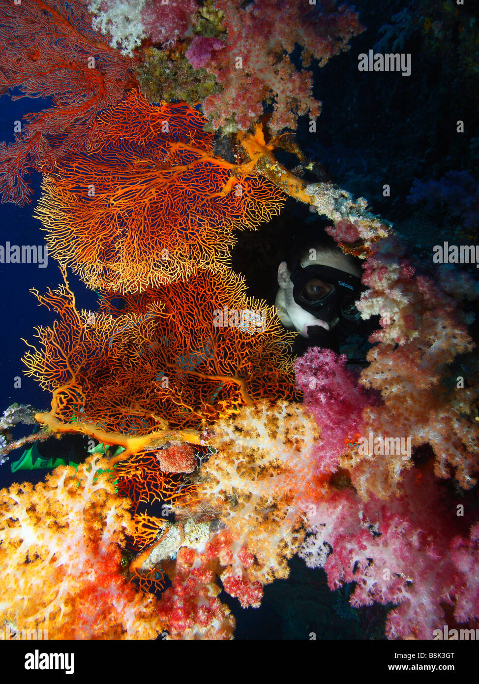 A young female diver exploring the gorgonia fans and colorful red, magenta and yellow soft corals growing on a sea wall. Stock Photo