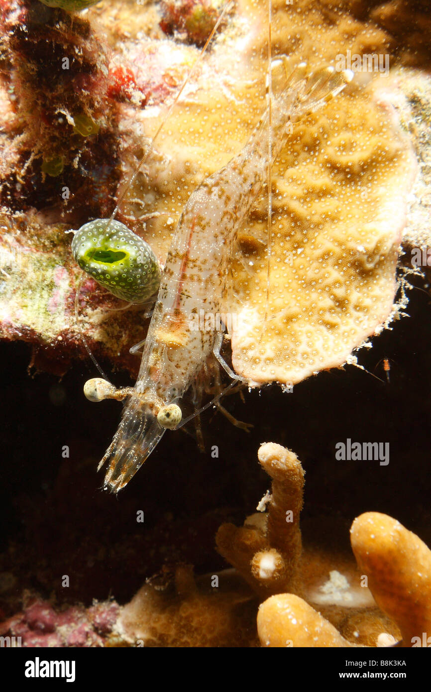 Giant shrimp (prawn) coming on top of a coral to feed at night Stock Photo