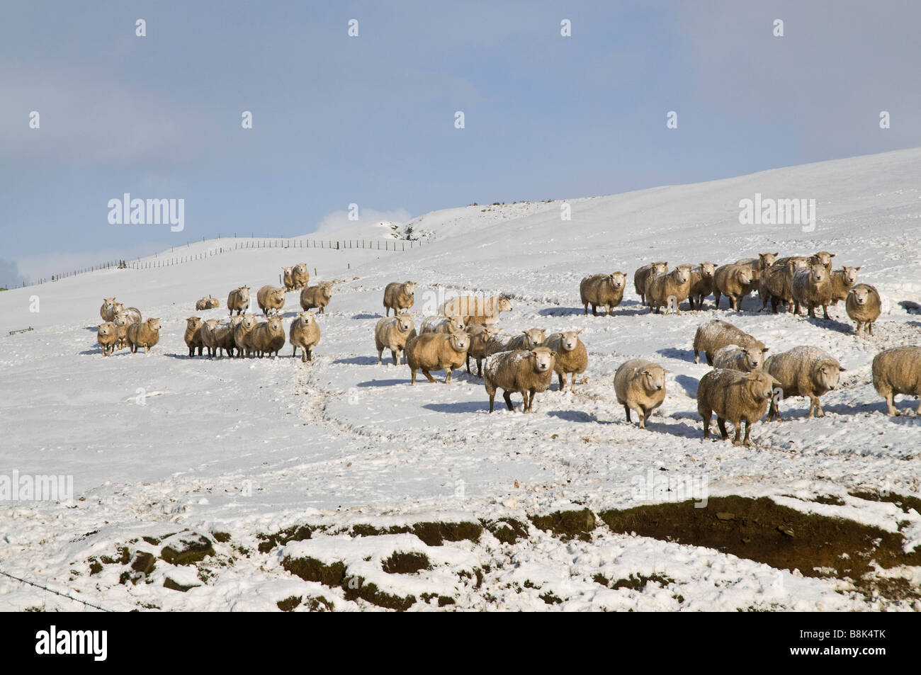 dh Flock of Sheep snow SHEEP UK Field hillside Orkney animals uk winter farming on land wintertime scotland herd Stock Photo
