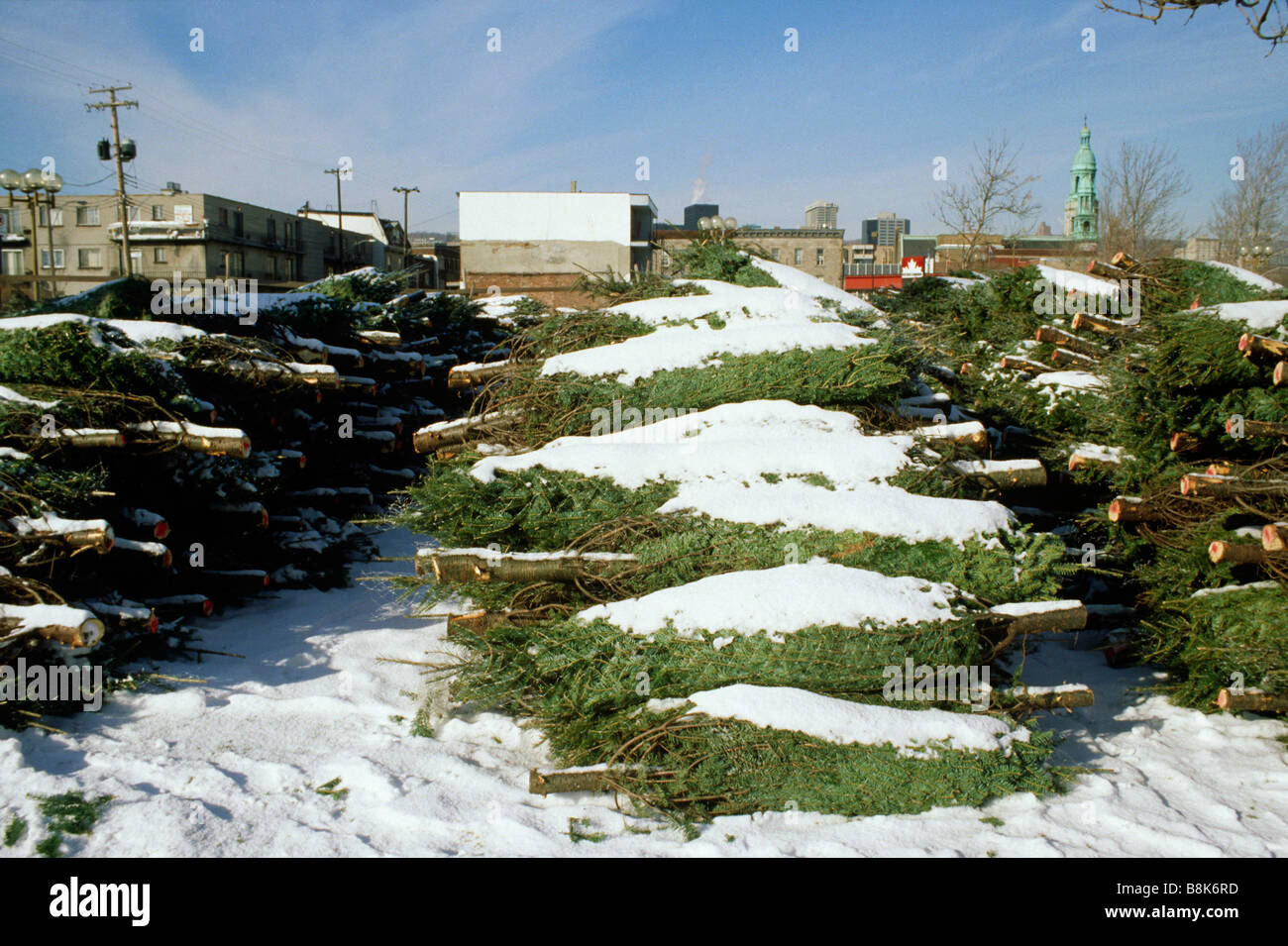 Christmas trees for sale Stack of pine trees Market MONTREAL QUEBEC