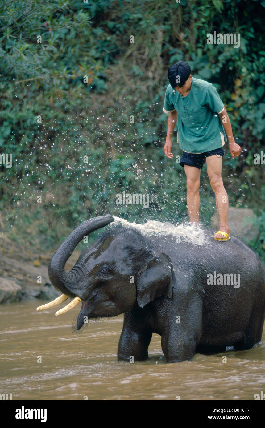 Elephant conservation training centre Mahoot on elephant's back Elephant spraying water with trunk ELEPHANT LAMPANG THAILAND Stock Photo