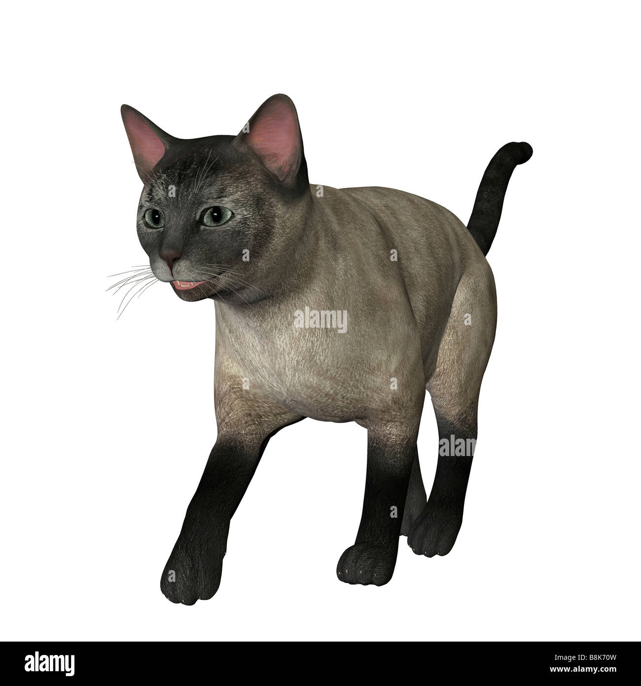 siamese cat walking isolated on white background Stock Photo - Alamy