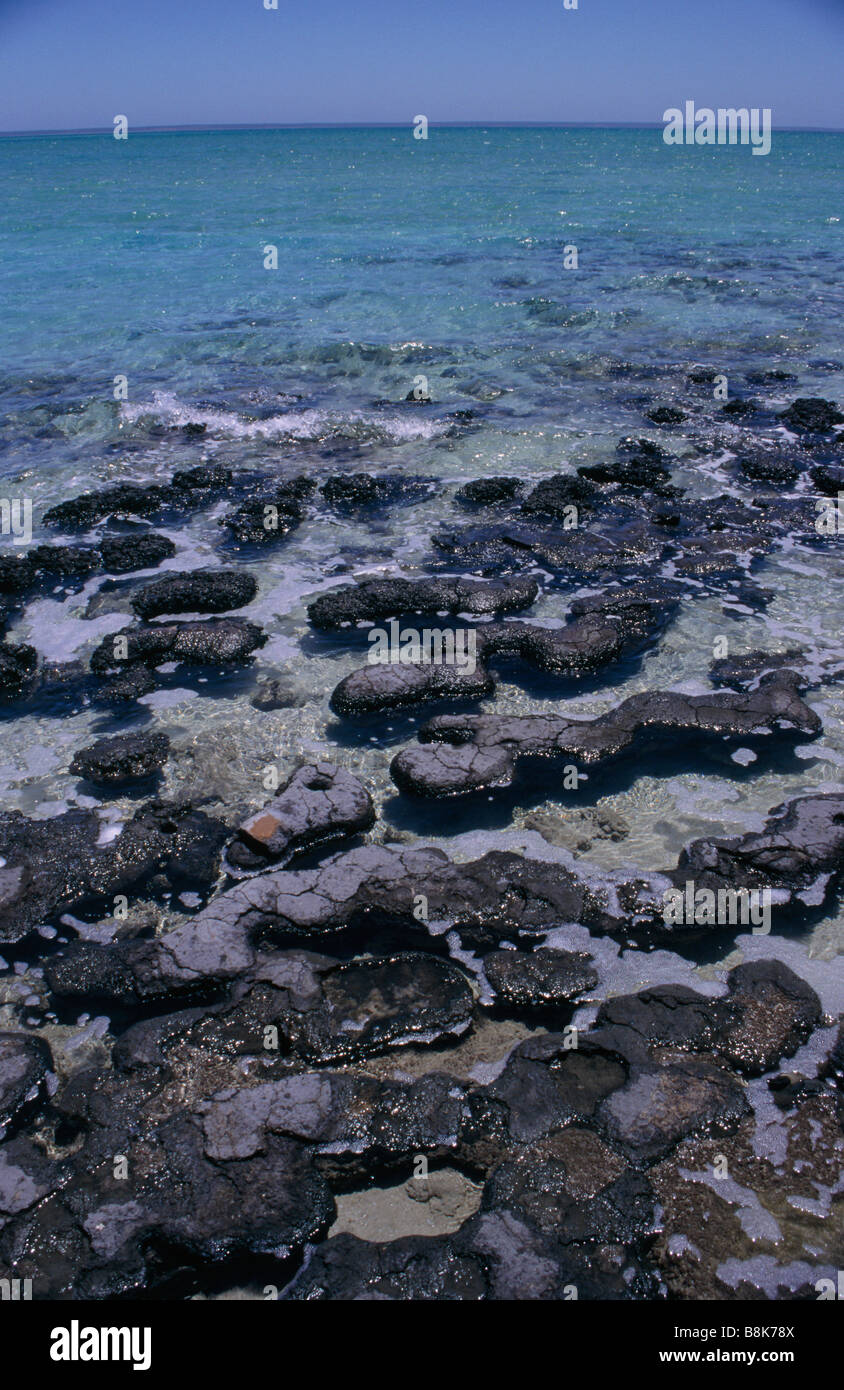 Shark Bay national park Rock formations black stromatolites Sediment trapping HAMELIN POOLS WESTERN AUSTRALIA AUSTRALIA Stock Photo