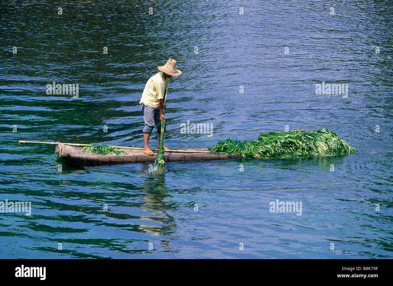 Man on bamboo raft On river Using pole to drag green weed plants from water  LI RIVER GUANGXI PROVINCE CHINA Stock Photo - Alamy