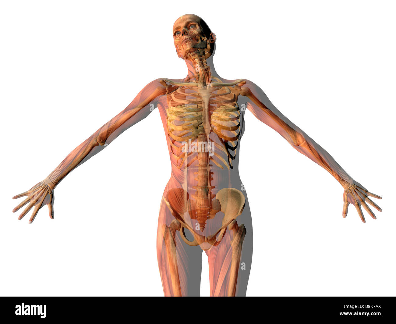 Female Torso With Skeleton And Muscles High Resolution Stock Photography And Images Alamy Figurative anatomy muscles of the torso. https www alamy com stock photo woman outstretched with skeleton and muscles showing isolated on white 22550498 html