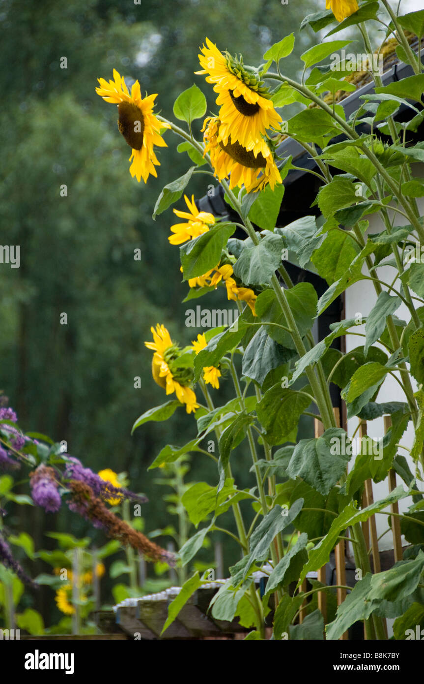 Sunflowers, Surrey, UK Stock Photo Alamy