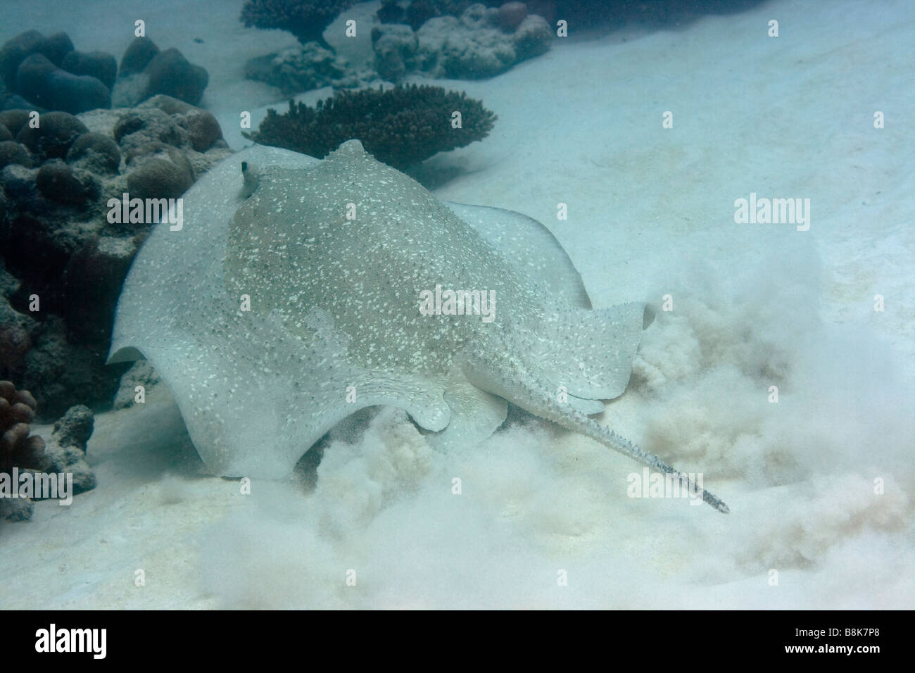 Big Stingray Maldives Indian ocean Addu atoll Stock Photo
