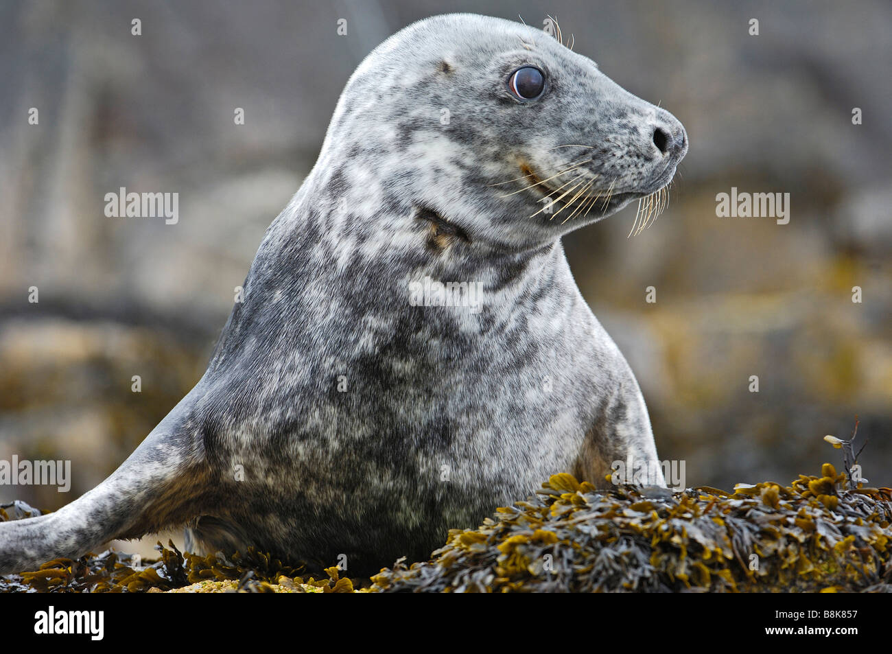 Grey Seal Halichoerus grypus Scotland UK Stock Photo Alamy