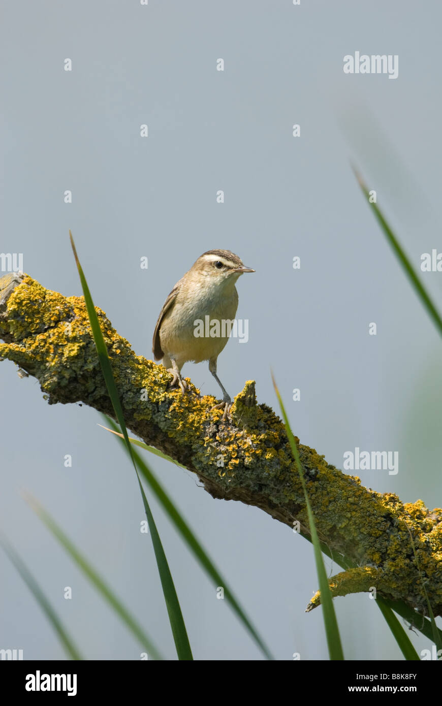 Reed Warbler Stock Photo