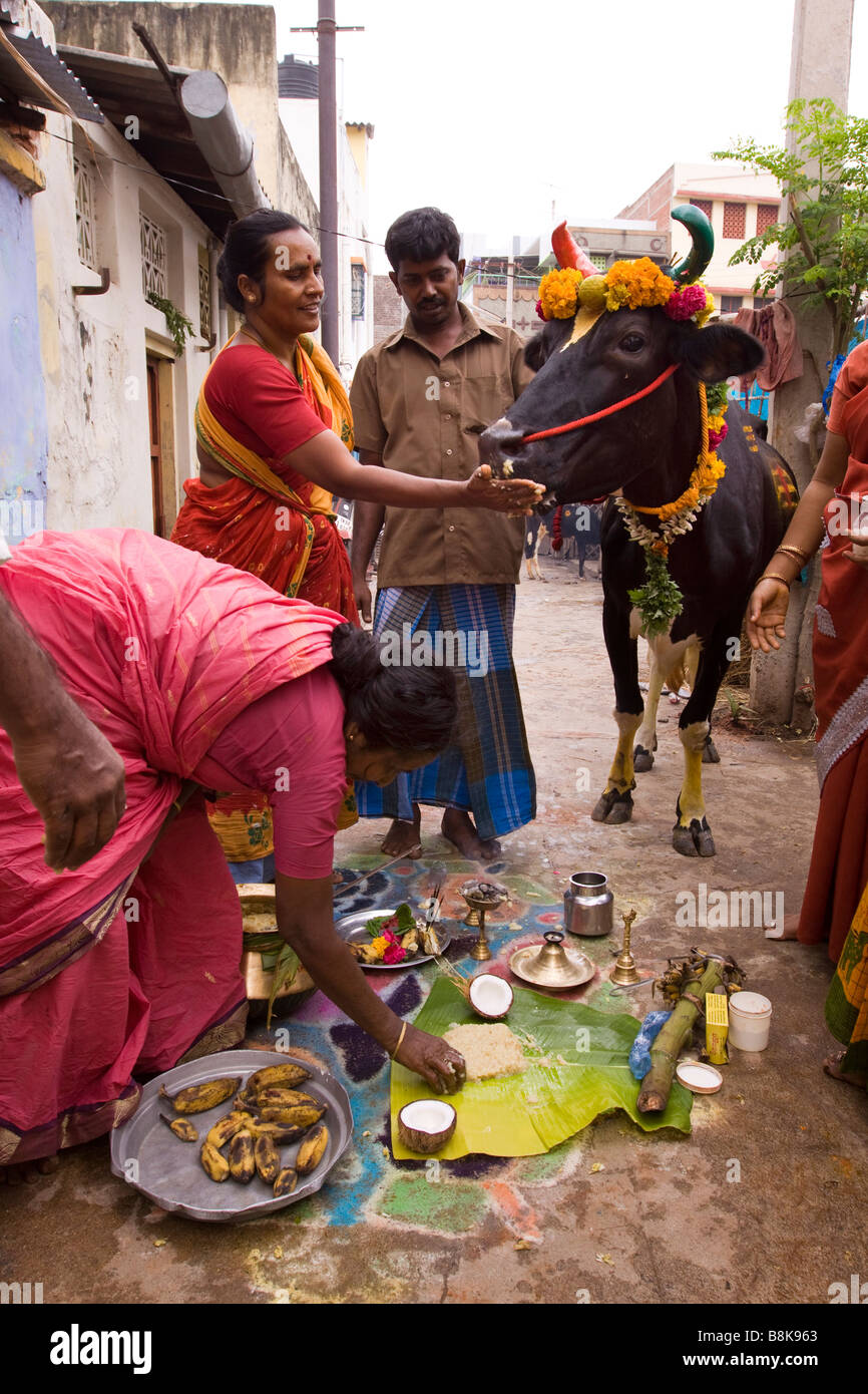 India Tamil Nadu Madurai Pongal Harvest Festival feeding traditional pongal to cow by hand Stock Photo