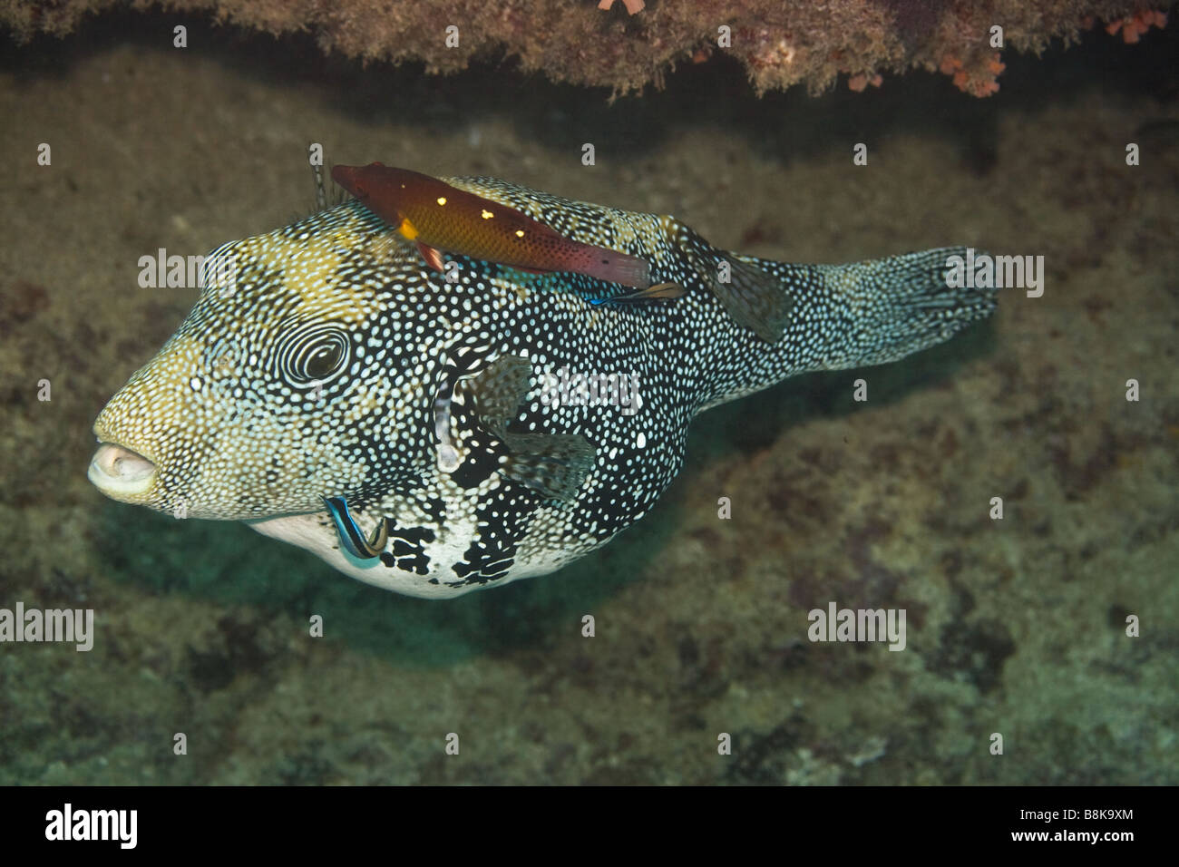 Tropical fish Scribbed Pufferfish Arothron mappa Maldives Indian ocean ...