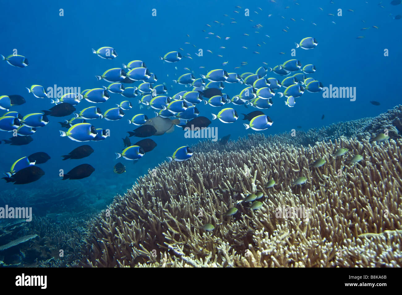Underwater landscape with school of Blue Surgeonfishes Acanthurus leucosternon Maldives Indian ocean Addu atoll Stock Photo