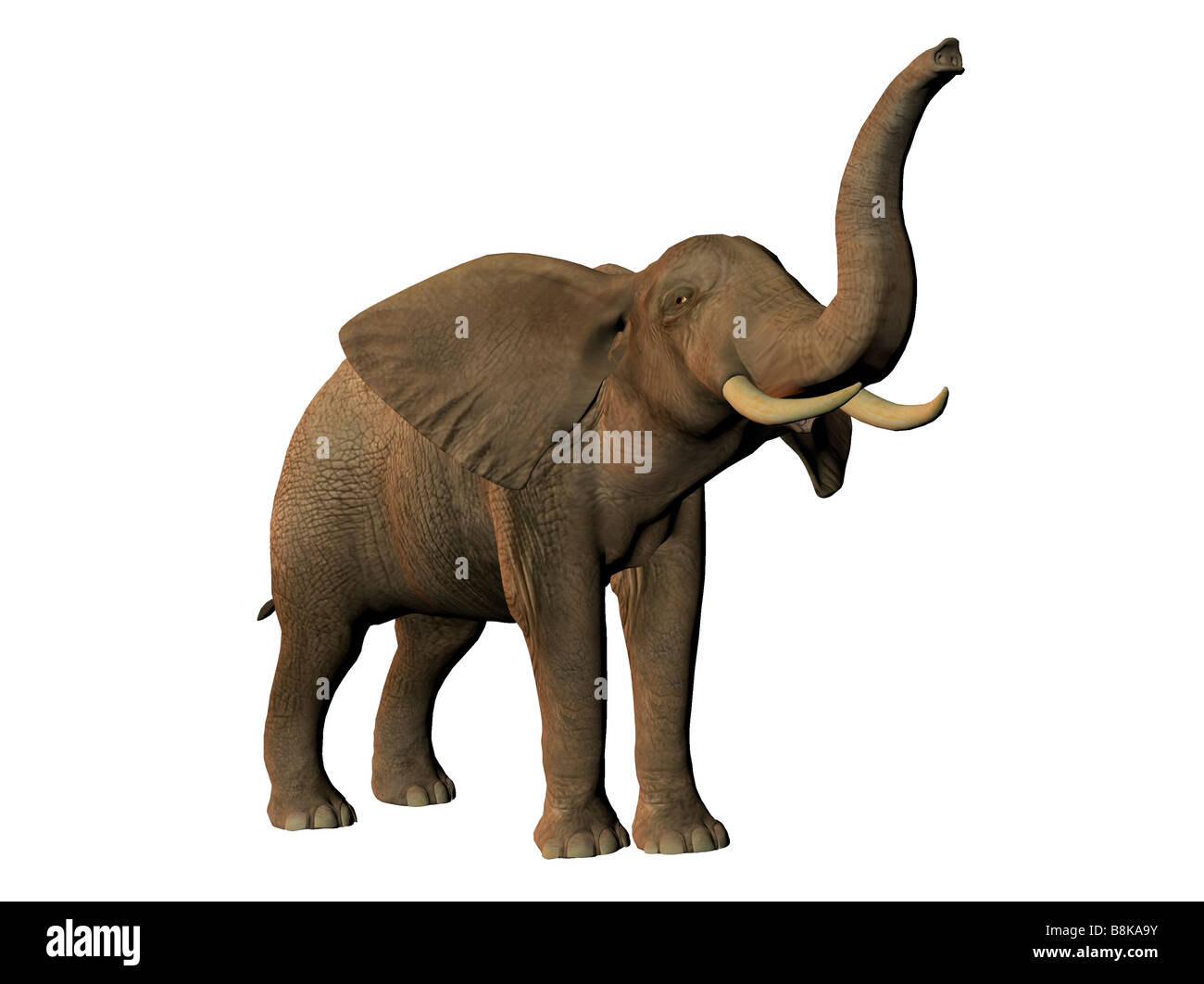 African elephant isolated on white background Stock Photo - Alamy