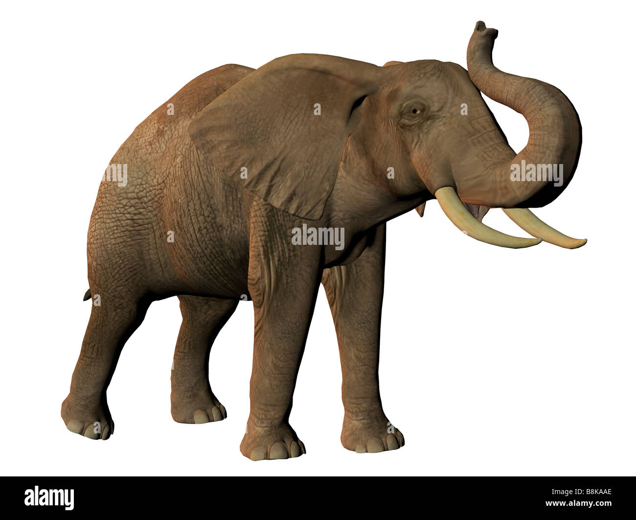 African elephant isolated on white background Stock Photo - Alamy